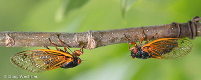 periodical cicada Magicicada laying eggs